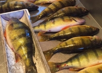 Voyageur Park Lodge - Fishing