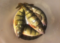 Voyageur Park Lodge - Ice Fishing