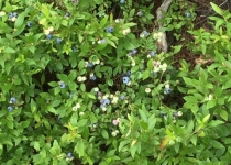 13606818_1055197711235834_5909159016432400522_n[1]